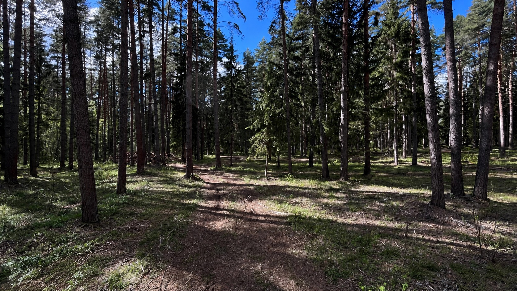 Прогулки в лесу