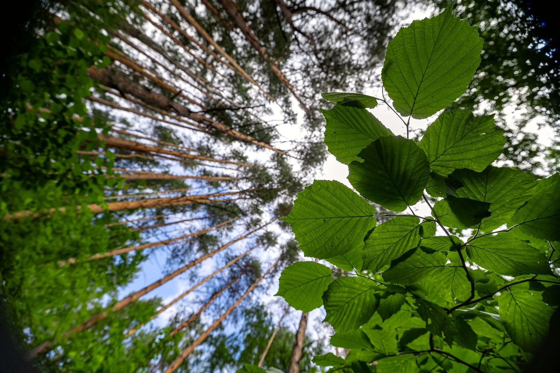forest canopy