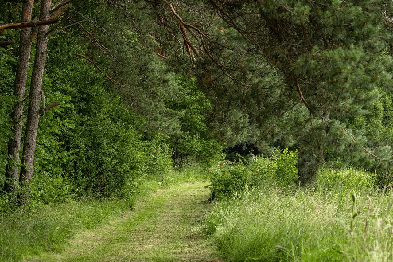 forest path