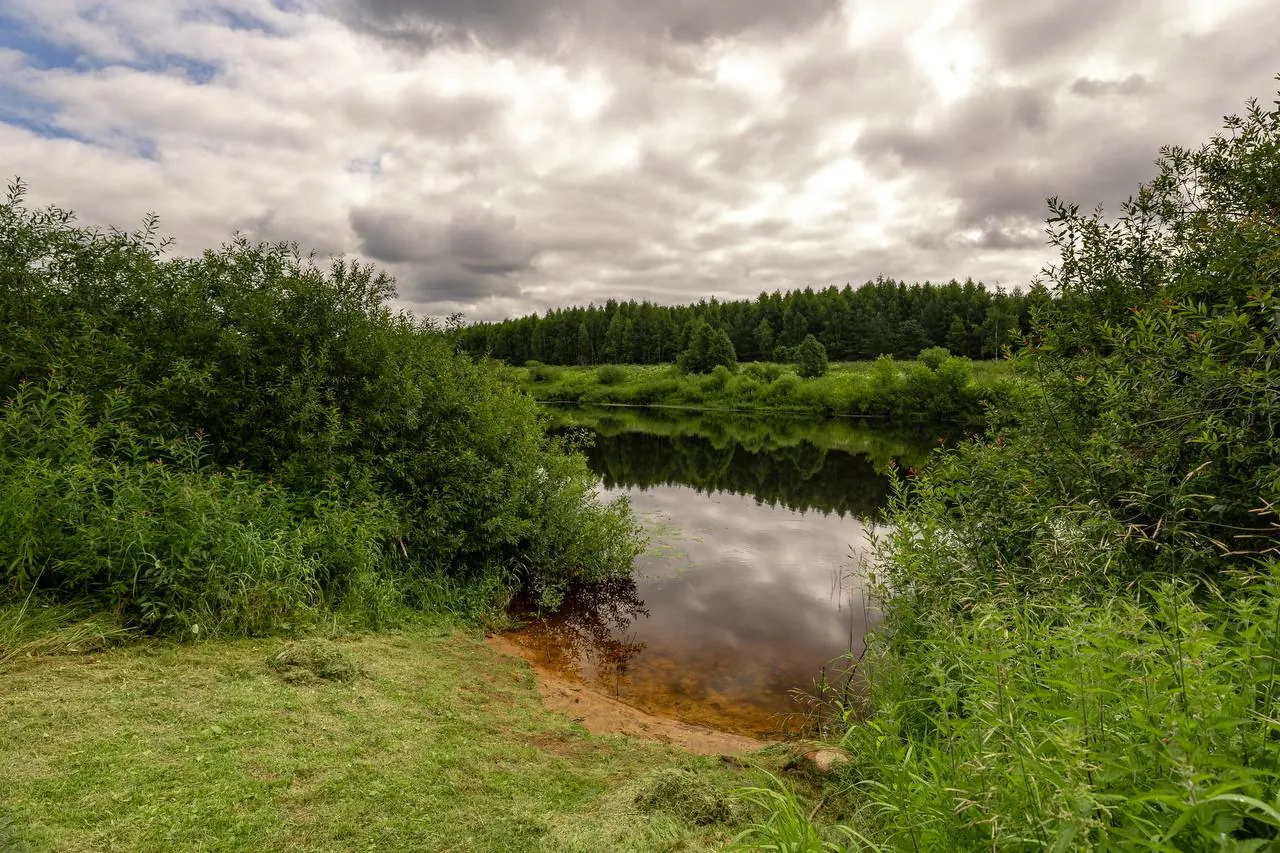 forest pond