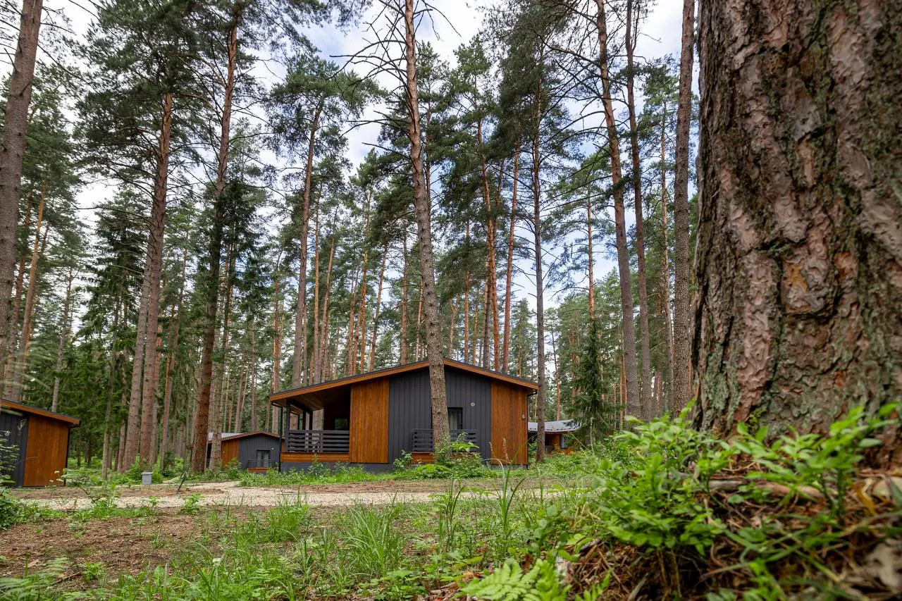 cottages among pines