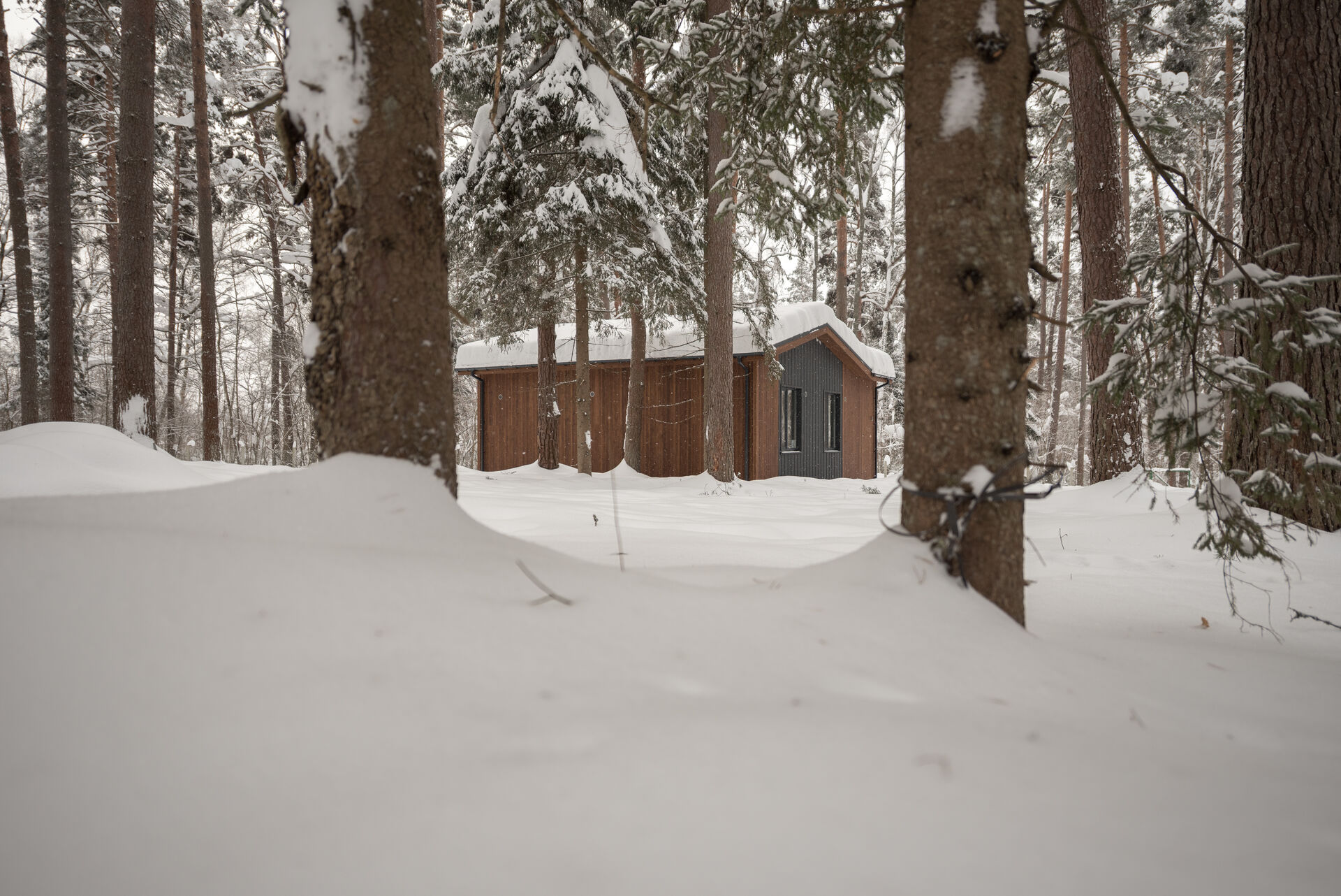 cottage in forest